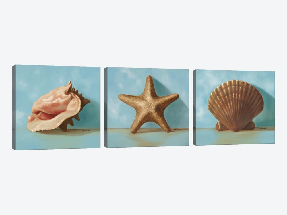 Shells Triptych by Julianne Marcoux 3-piece Canvas Print