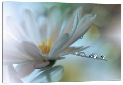Light Touch... Canvas Art Print - 1x Floral and Botanicals