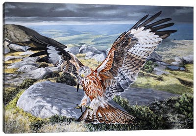 Red Kite Flight Canvas Art Print - Julian Wheat