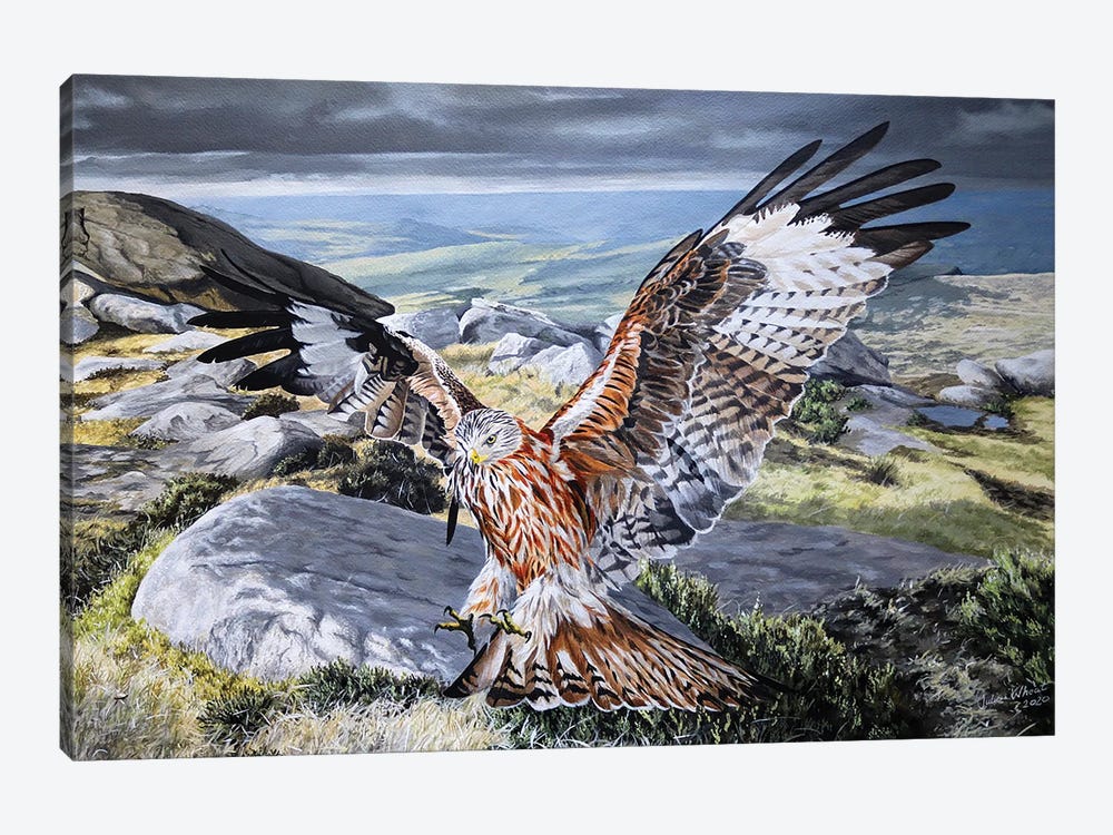 Red Kite Flight by Julian Wheat 1-piece Canvas Wall Art