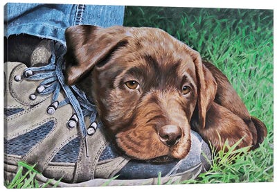 Chocolate Labrador Puppy Canvas Art Print - Legs