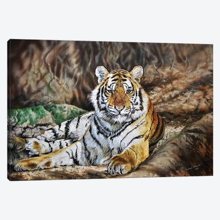 Royal Bengal Tiger Canvas Print #JUW13} by Julian Wheat Art Print