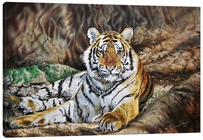 Royal Bengal Tiger Canvas Art Print - Julian Wheat