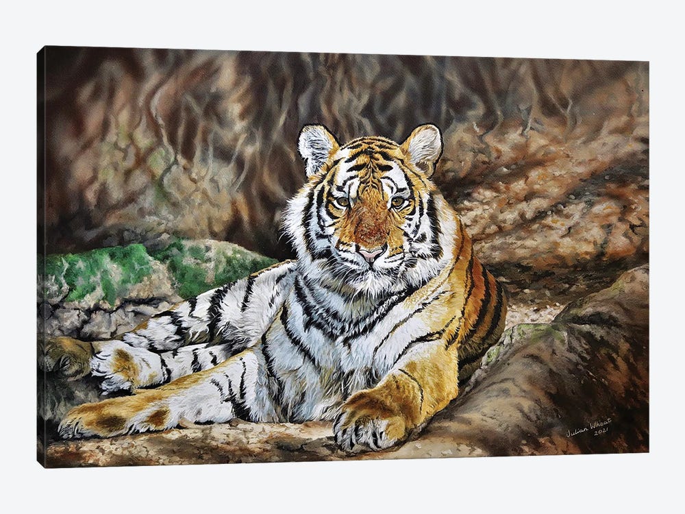 Royal Bengal Tiger by Julian Wheat 1-piece Canvas Print