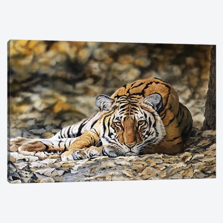 Forest Tiger Canvas Print #JUW17} by Julian Wheat Canvas Art