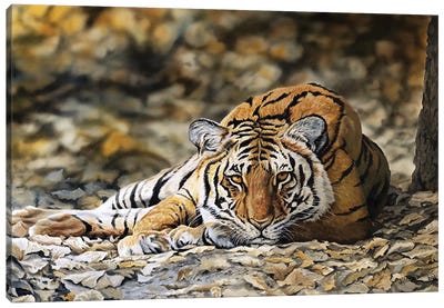 Forest Tiger Canvas Art Print - Julian Wheat