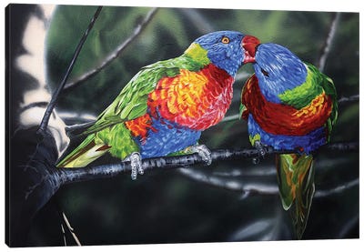 Macaws Canvas Art Print - Julian Wheat