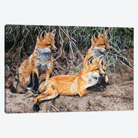 Patient Fox Cubs Canvas Print #JUW23} by Julian Wheat Canvas Art