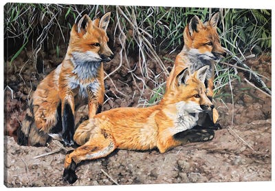 Patient Fox Cubs Canvas Art Print - Julian Wheat