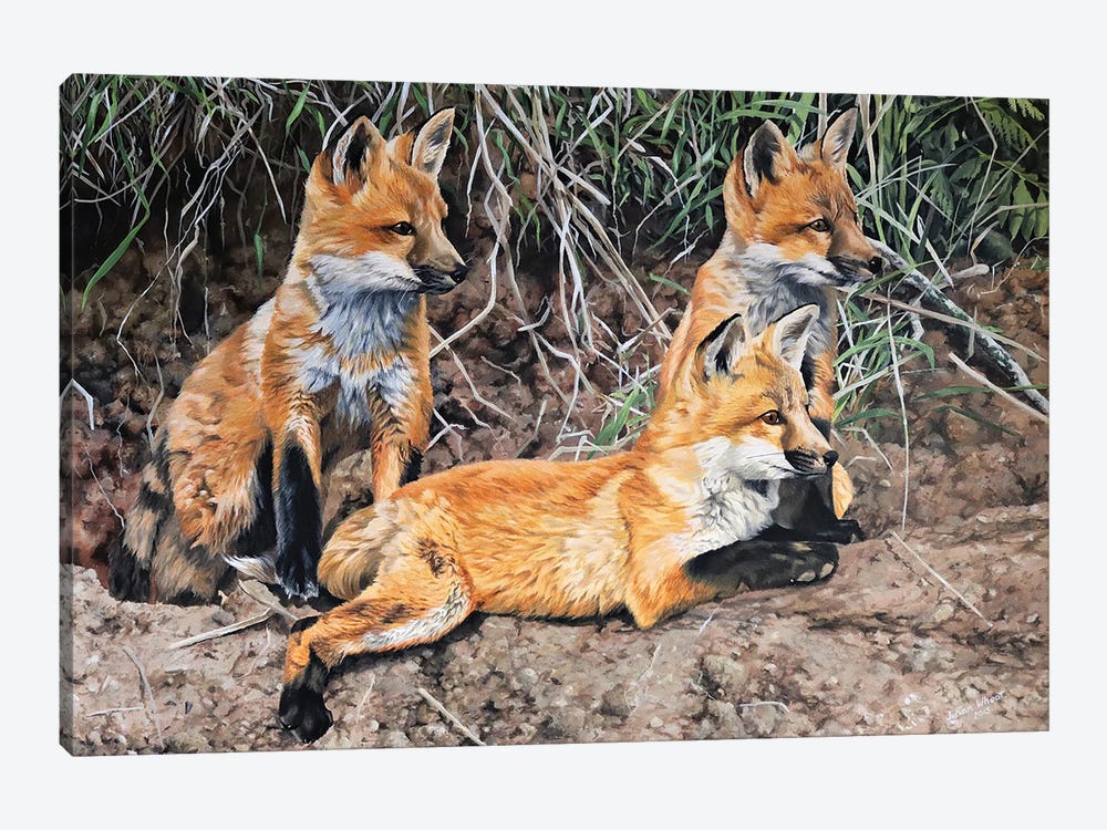 Patient Fox Cubs by Julian Wheat 1-piece Canvas Wall Art