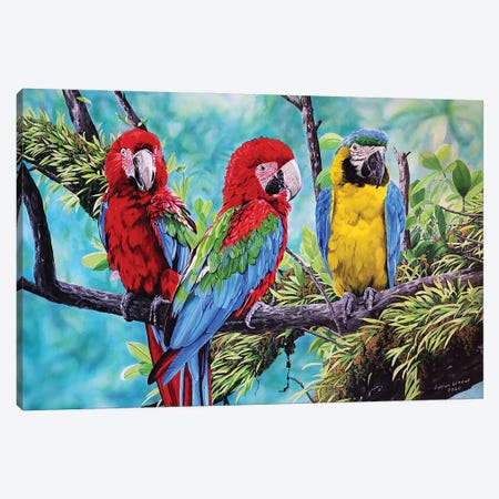 Scarlet Macaws And Blue And Gold Macaw Canvas Print #JUW44} by Julian Wheat Canvas Print