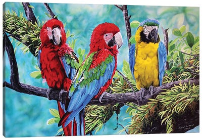 Scarlet Macaws And Blue And Gold Macaw Canvas Art Print - Julian Wheat