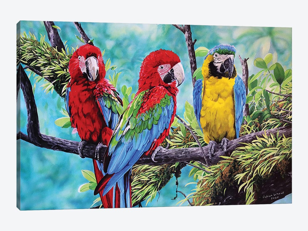 Scarlet Macaws And Blue And Gold Macaw by Julian Wheat 1-piece Canvas Art Print