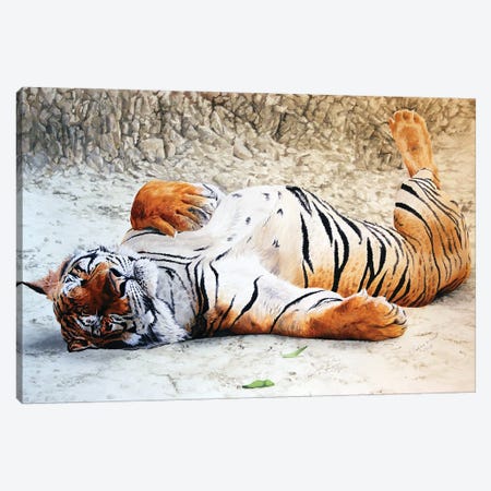 Tigers Siesta Canvas Print #JUW45} by Julian Wheat Canvas Print