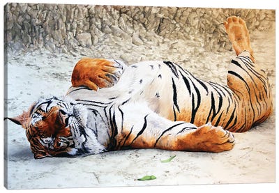 Tigers Siesta Canvas Art Print - Julian Wheat