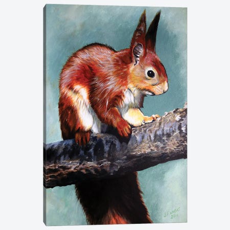 Red Squirrel Canvas Print #JUW4} by Julian Wheat Canvas Print