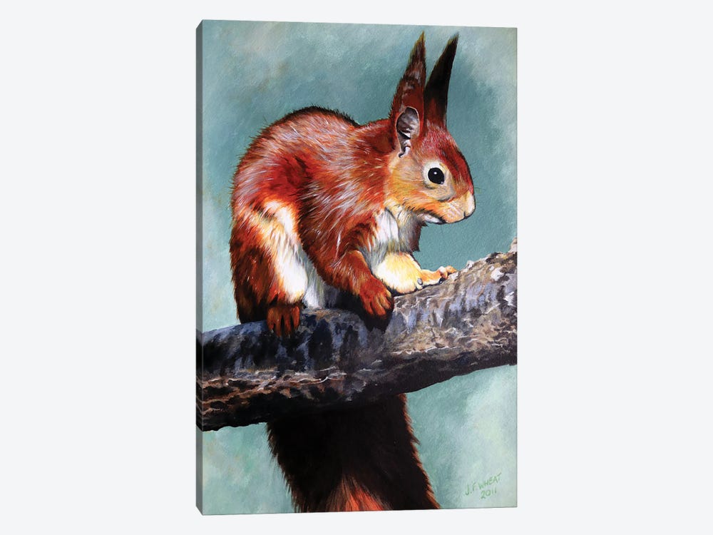 Red Squirrel by Julian Wheat 1-piece Canvas Artwork