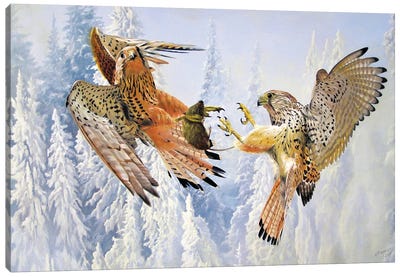 American Kestrels Canvas Art Print - Falcon Art