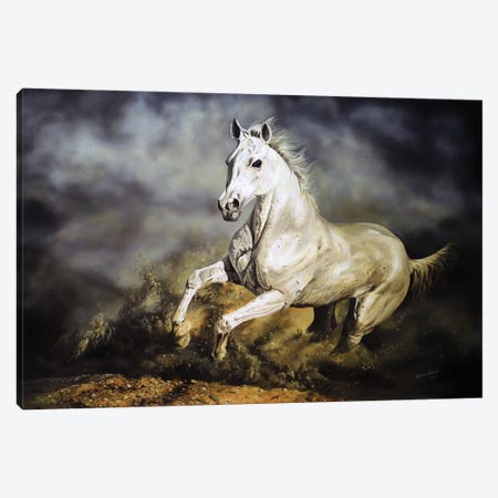 Arabian Thorough Bred Horse Canvas Print #JUW51} by Julian Wheat Canvas Print