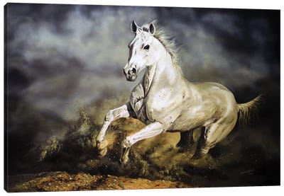 Arabian Thorough Bred Horse Canvas Art Print - Julian Wheat