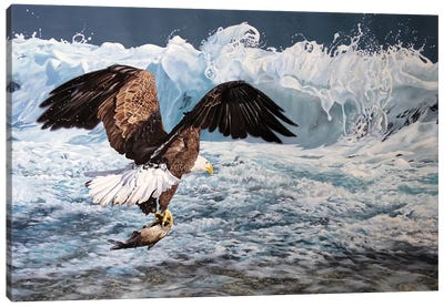 Pacific Rim Bald Eagle Canvas Art Print - Julian Wheat