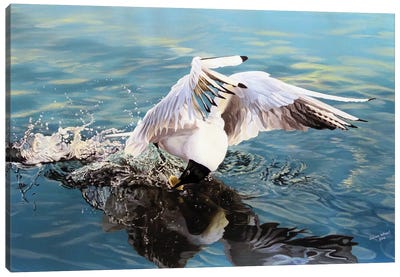 Skagway Gull Canvas Art Print - Gull & Seagull Art