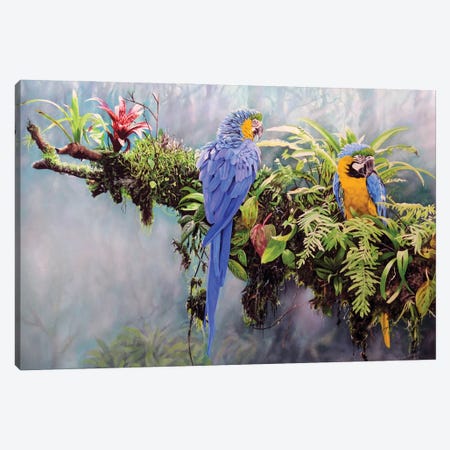 Blue And Gold Macaws Canvas Print #JUW57} by Julian Wheat Canvas Wall Art