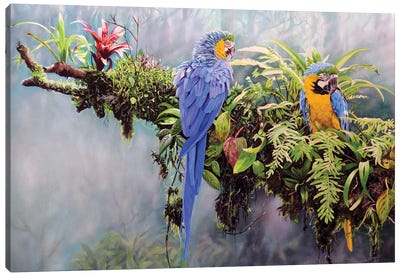 Blue And Gold Macaws Canvas Art Print - Macaw Art