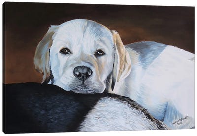 Labrador Puppy Canvas Art Print - Julian Wheat