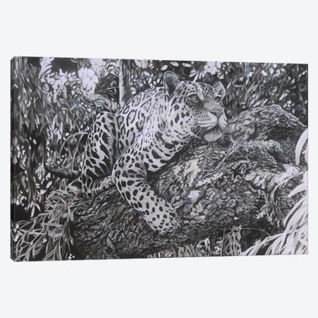 A Watchful Eye,Young Jaguar Canvas Print #JUW62} by Julian Wheat Canvas Art
