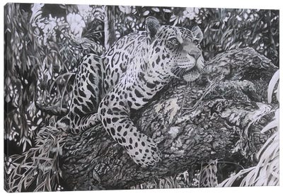 A Watchful Eye,Young Jaguar Canvas Art Print - Julian Wheat