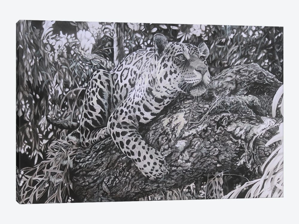 A Watchful Eye,Young Jaguar by Julian Wheat 1-piece Canvas Print