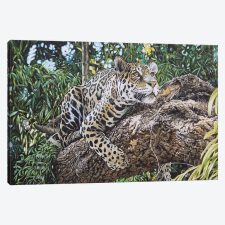 A Watchful Eye,Jaguar Canvas Print #JUW63} by Julian Wheat Canvas Artwork