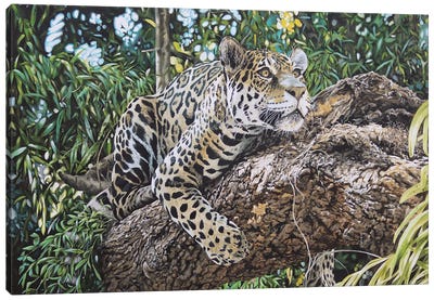 A Watchful Eye,Jaguar Canvas Art Print - Julian Wheat