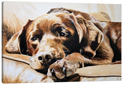 Chocolate Labrador Canvas Art Print - Julian Wheat