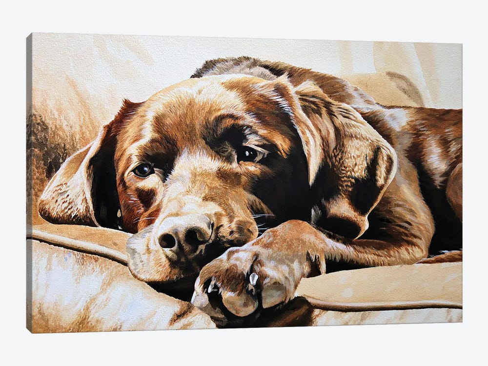 Chocolate Labrador by Julian Wheat 1-piece Canvas Print