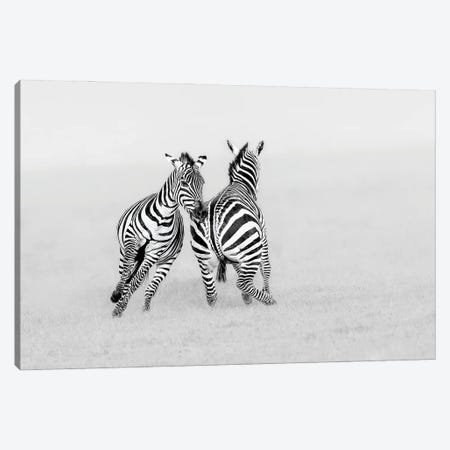 Playing Or Fighting? Canvas Print #JUZ12} by Jun Zuo Canvas Art