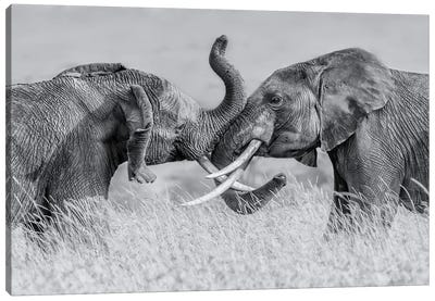 Elephant qTai Chiq Canvas Art Print