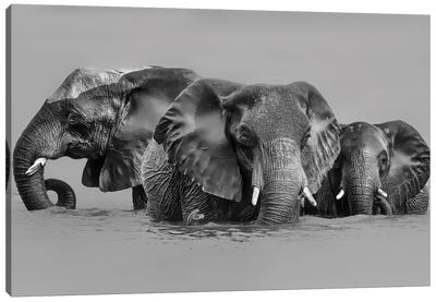 Elephant Crossing The River Canvas Art Print