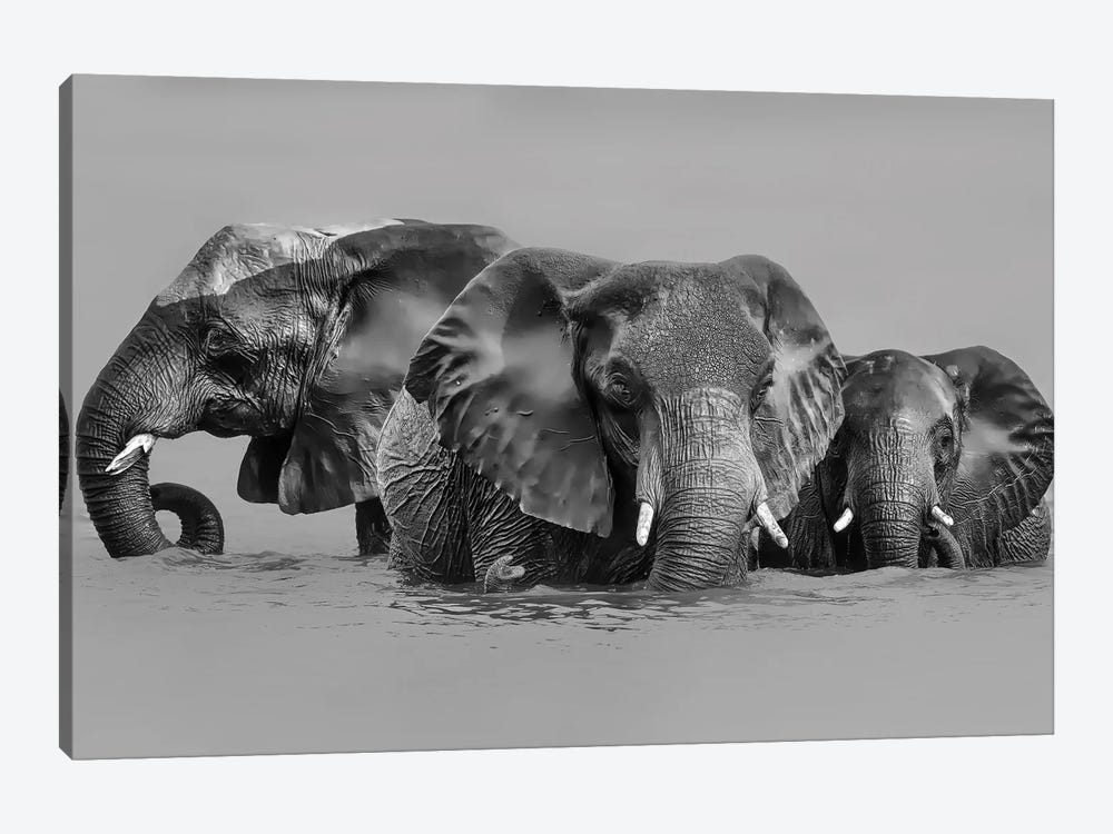 Elephant Crossing The River 1-piece Canvas Art Print