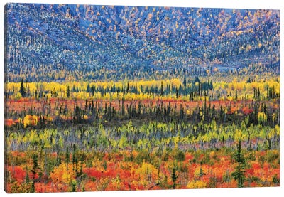 Fall Color In The Mountain Canvas Art Print