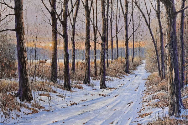 Foxes: Sundown by Jake Vandenbrink