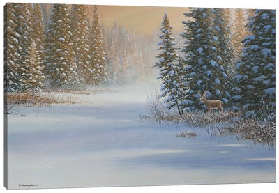 Snow Wonder Canvas Art Print - Jake Vandenbrink