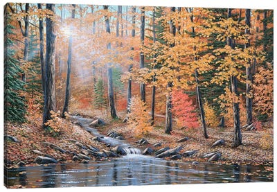 Woodland Trail Canvas Art Print - Aspen Tree Art