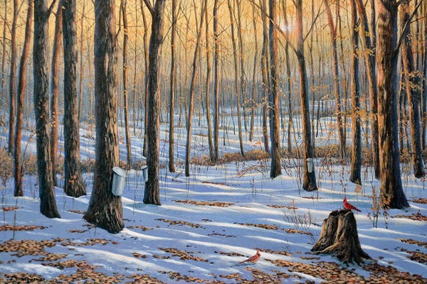 Cardinals: Welcoming The Sunrise by Jake Vandenbrink