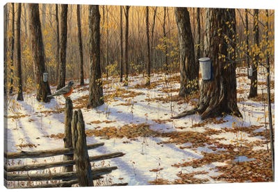Changing Seasons Canvas Art Print - Jake Vandenbrink
