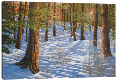 The Forest And The Light Canvas Art Print - Evergreen Tree Art