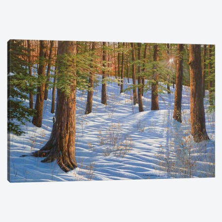 The Forest And The Light Canvas Print #JVB59} by Jake Vandenbrink Canvas Wall Art