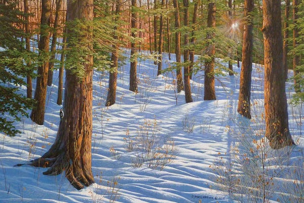 Canada: The Forest And The Light by Jake Vandenbrink