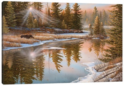 In The Spotlight Canvas Art Print - Moose Art